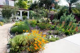 It has white flowers, red berries and papery bark. Beyond Succulents 10 Favorite Native Plants From A California Garden Tour The Horticult