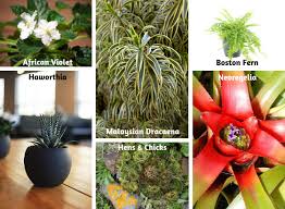 While there are lots of great plants that cats love and aren't toxic, it's important to note any plant can be eaten by your cat and may cause vomiting or choking. Non Toxic Houseplants For Cats Dogs Indoor Gardening Blooming Secrets