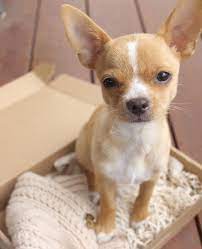 Eddie The Chihuahua Cute Dog On Instagram Throwback To My First Fashion Delivery From Sebastian Says Just A Smo Chihuahua Cute Chihuahua Love Cute Dogs