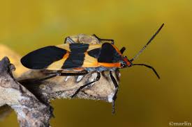 Large Milkweed Bug North American Insects Spiders