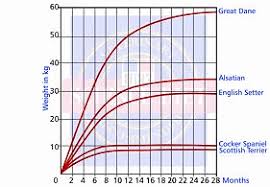 chow chow growth chart chowchow org