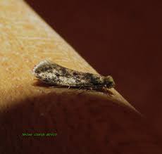 Image result for Nidorella pinnata