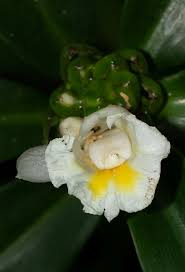 Image result for Costus afer