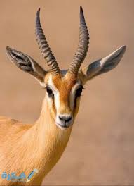 أسماء الغزال 2021 ومعانيها موقع فكرة