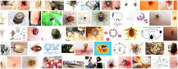 Pulex irritans kahulugan sa tagalog. Garrapata Definition And Synonyms Of Garrapata In The Spanish Dictionary