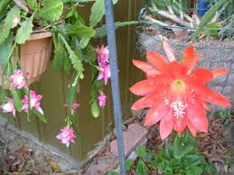 Check spelling or type a new query. Epiphyllums Forum 2016 Blooms Garden Org