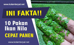 Fakta Ini 10 Pakan Ikan Nila Agar Cepat Panen
