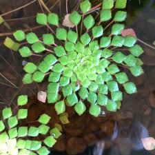 Image result for Trapa natans