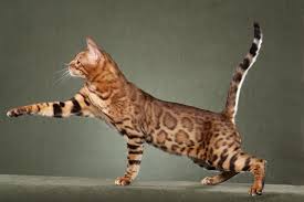 The original hybrid bengal cats were bred by crossing domestic cats with leopard cats (prionailurus bengalensis), a species of wild cat native to asia. 18 Exotic Breeds Of House Cat