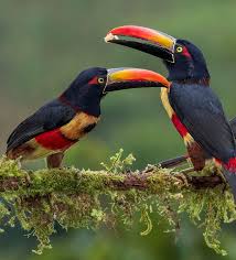 Image result for Tragia brevipes-benthamii-okanyu