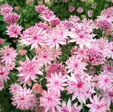 Image result for Astrantia major `Roma`