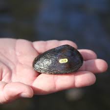 Image result for Platostoma strictum