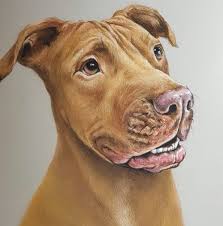 Check spelling or type a new query. Pet Portrait Adelaide Home Facebook