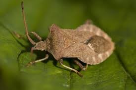 Home Remedies For Stink Bug Infestation Ehow Stink Bugs Squash Bugs Kill Bugs