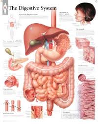 laminated digestive system educational chart poster print