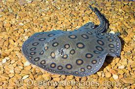 Amazon Biodiversity Teaser 1 Answer And Explanation Stingray Fish Motoro Stingray Freshwater Aquarium Fish