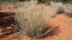 Image result for Aristida stipitata