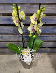 Выращивание орхидеи Сого Готрис