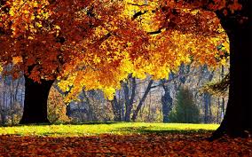 De Herfst Google Zoeken Herfst Landschap Herfst Bomen Herfst Foto S