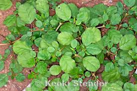 Image result for Trianthema