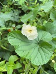 Image result for Momordica foetida