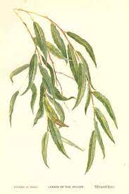 Did you scroll all this way to get facts about willow tree drawing? Weeping Willow Tree Tattoo Novocom Top