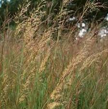 Image result for Sorghastrum