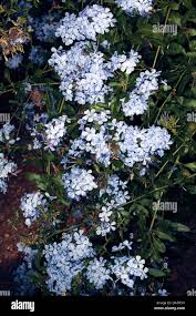 Image result for Plumbaginaceae