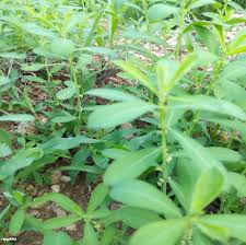 Image result for Phyllanthus maderaspatensis