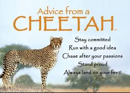 Chase After Your Passions Advice From A Cheetah Mother Advice Cheetah Animal Spirit Guides Cheetah Advice