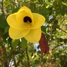 Image result for Bauhinia tomentosa
