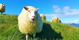 I put it the sheep on the floor and my mother held her legs back firmly. Are Sheep Killed For Their Wool Peta