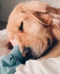 ᴮᵉᵃᵘᵗⁱᶠᵘˡ ᶜʰᵃᵒˢ on instagram love the life you live and live the life you love bob marley landscape aesthetic dog lovedog dogs aesthetic dogs animals