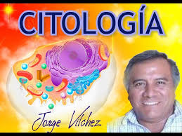 CITOLOGÍA JORGE VILCHEZ