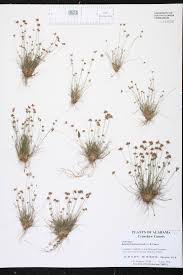 Image result for Bulbostylis trabeculata
