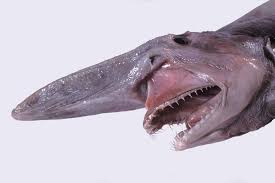 Remarkably Bizarre Deep Sea Creatures Spooky And Magnificent Not A Freak Show