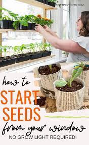 Diy Seed Starting From Your Window Shifting Roots Diy Seed Starting Seed Starting Survival Gardening