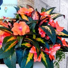 Showing off significantly larger flowers than most new guinea impatiens, magnum red sunstanding cherry red new guinea impatiens thrives in full sun, even here in miami, florida! Pin On Home Outdoors