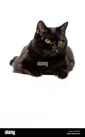 British Shorthair Gato Negro Aislado Sobre Fondo Blanco Fotografia De Stock Alamy