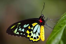 Black And White Striped Butterfly With Red Yellow Butterfly Black And Yellow Butterfly With A Red Neck Beautiful Butterfly Pictures Butterfly Pictures Beautiful Butterflies