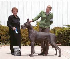 We are in home breeders of akc health tested great dane puppies and strive for excellent temperament and health. Home Coleridge Blue Great Danes