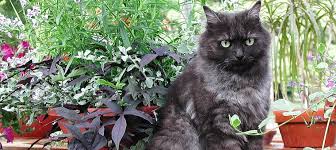Check spelling or type a new query. 14 Herbs Safe For Cats And 9 To Avoid Litter Robot Blog