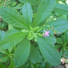 Image result for Talinum fruticosum