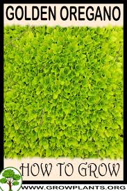 Here's how they can be used beneficially in the of all the creeping herbs, oregano is probably the easiest to keep in check. Garden Patio 3 X Herb Origanum Aureum Gold Oregano Plant In 9 Cm Pot Perennial Plant Globalgym Parsberg Com