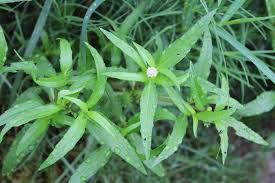 Image result for Eclipta