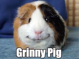 6 guinea pig pet famous sayings, quotes and quotation. Behold The Ferocious The Terrifying Animal Comedy Animal Comedy Funny Animals Animal Gifs