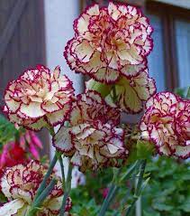 Perfumadooo Carnation Flower Carnation Plants Amazing Flowers
