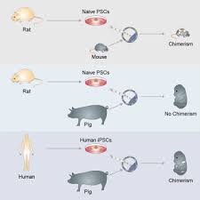 Journal of cell animal biology. Interspecies Chimerism With Mammalian Pluripotent Stem Cells Cell
