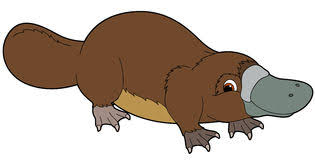 Platypus Clipart 2 Wikiclipart Find high quality platypus clipart, all png clipart images with transparent backgroud can be download for free! platypus clipart 2 wikiclipart