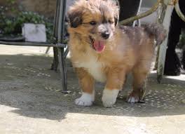 Check spelling or type a new query. Chiot Berger Des Pyrenees A Face Rase Magic Mike Male Disponible En Normandie 50 Manche Toutes Les Portees Les Chiots De Race Les Eleveurs Et Chiens De Race Sont Sur